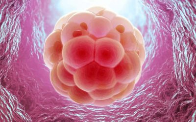STJ proíbe implantação de embriões após morte de um do cônjuges